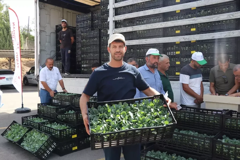 Batman’da Çiftçilere Yüzde 90 Hibeli Lahana ve Karnabahar Fidesi Dağıtıldı
