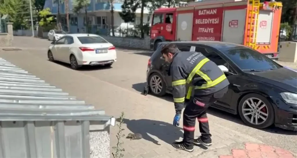 Batman’da Sıkışan Kedi İtfaiye Ekipleri Tarafından Kurtarıldı