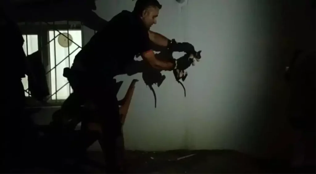 Lavabo Borusuna Sıkışan Kedi İtfaiye Ekipleri Tarafından Kurtarıldı