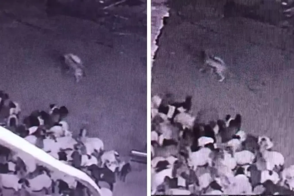 Batman’da Kurt Koyunu Kaçırdı, Güvenlik Kamerasında Görüntülendi