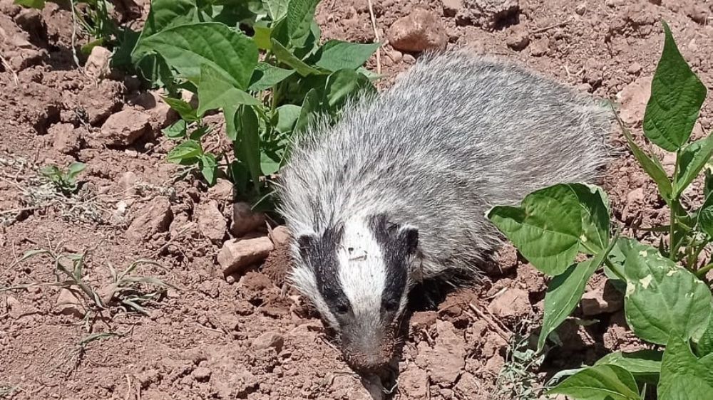 Batman’da Tehlike Altındaki Avrasya Porsuğu Görüntülendi