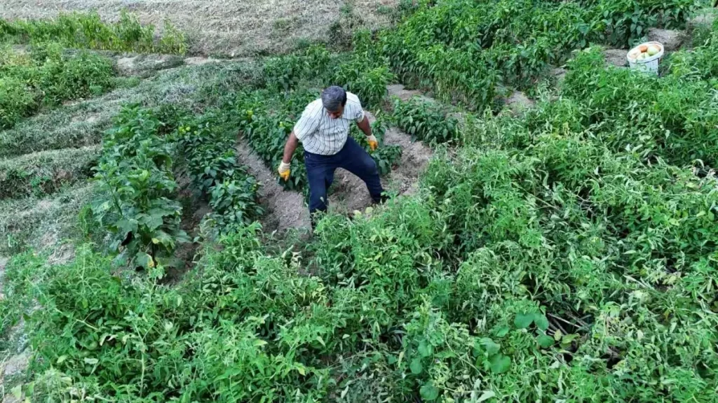 Batman’da 1 Kilogramı Geçen Domatesler İlgiyi Üzerine Çekiyor