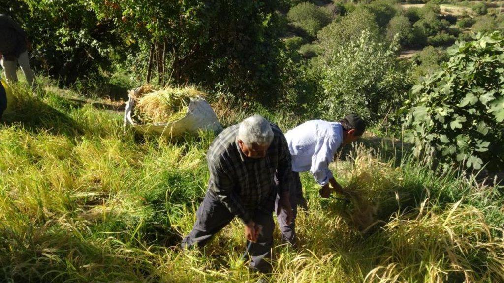 Batman’da Yüzyıllık Pirinç Hasadı Geleneği İmece ile Yaşatılıyor