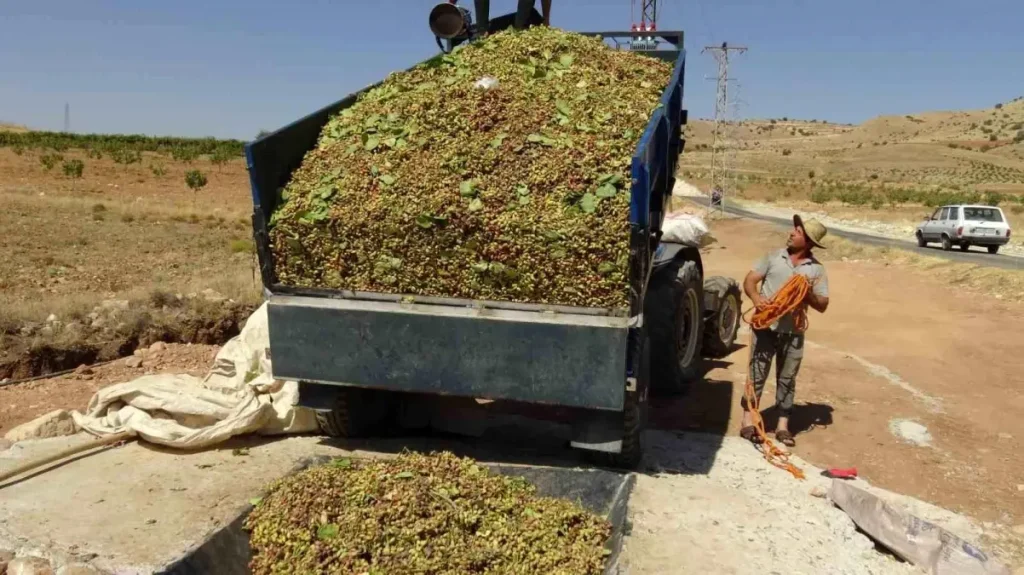 Batman Gercüş’te Fıstık Hasadı Başladı