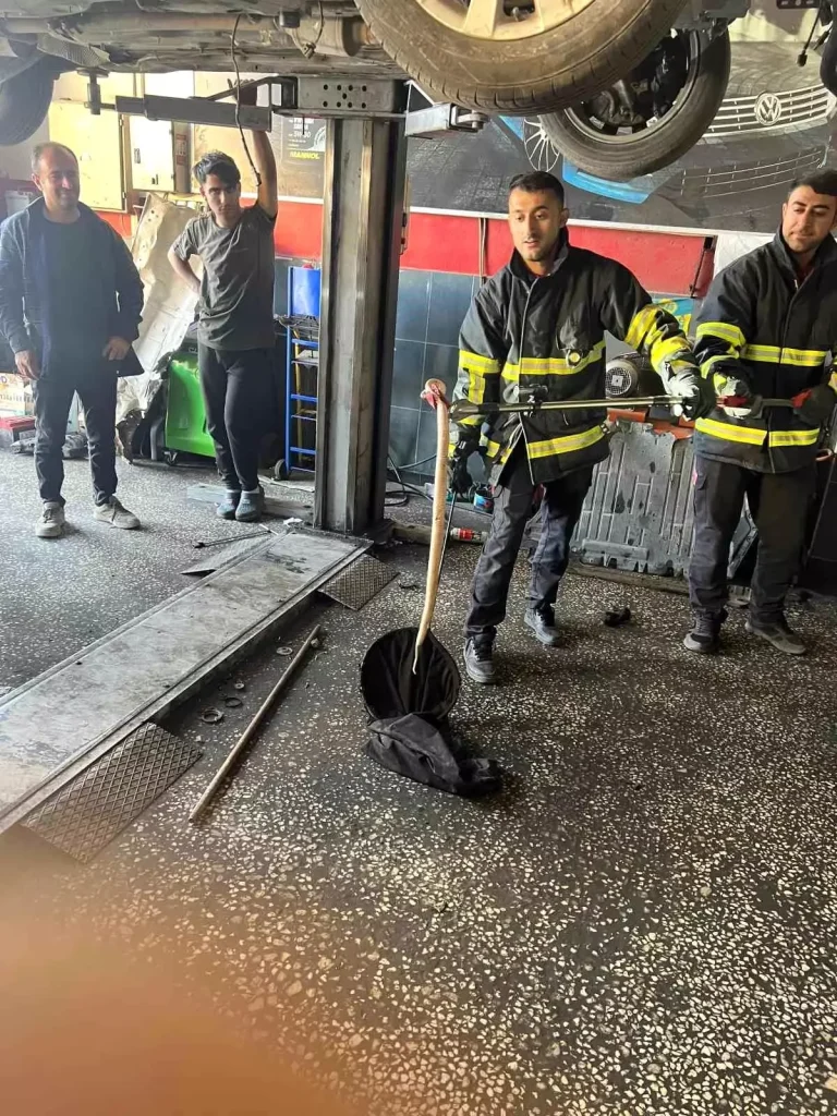 Batman’da Otomobilin Motoruna Giren Yılan İtfaiye Tarafından Çıkarıldı