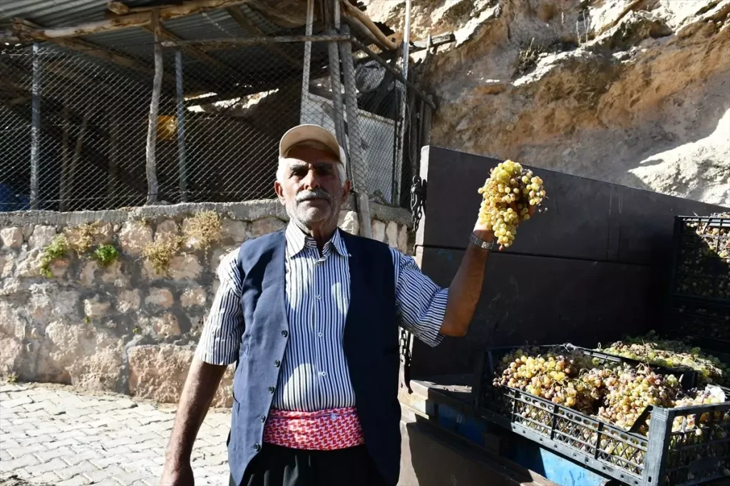 Gercüş’te Mezrone Üzümünden Pekmez Üretimi Başladı