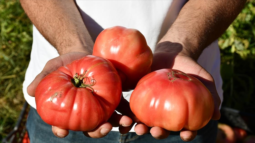 Kozluk Domatesi Hasadı Devam Ediyor