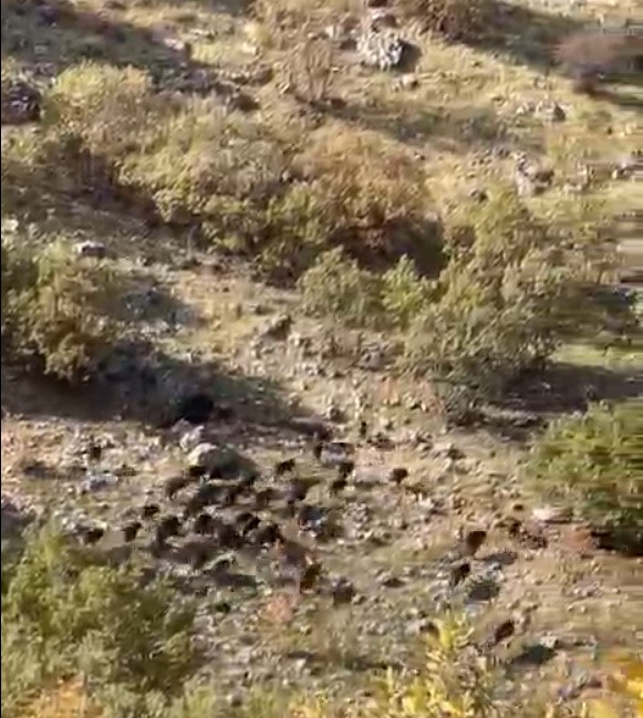 Batman’ın Gercüş İlçesinde Domuz Sürüsü Görüntülendi