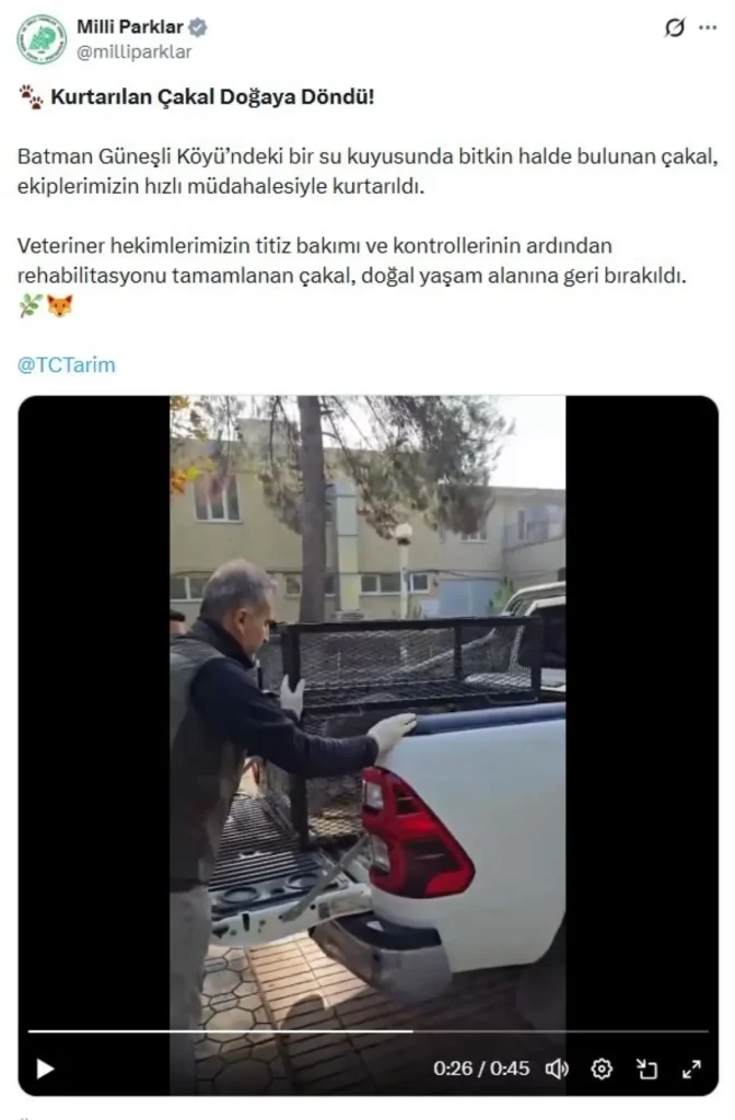 Batman’da Bitkin Bulunan Çakal Rehabilite Edilerek Doğaya Döndürüldü
