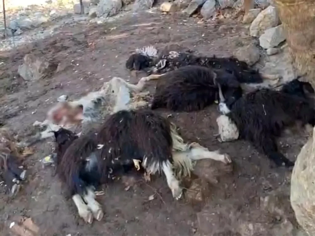 Batman’da Kurt Saldırısı: 10 Keçi Telef Oldu