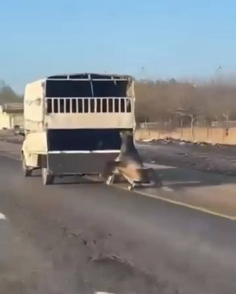Kamyonetle Sürüklenen Atın Korkunç Anları Kaydedildi