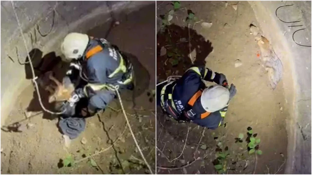 Batman’da Kuyuya Düşen Çakal Kurtarıldı