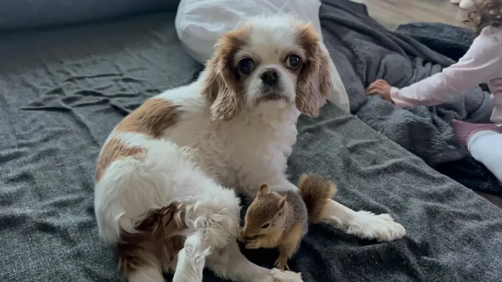 Yasa Dışı Üretilen Sincap Yurt Dışına Gönderiliyor