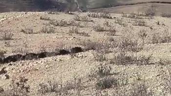 Gercüş’te domuz sürüsü görüntülendi