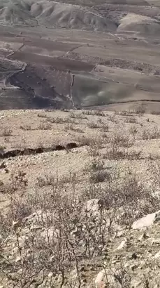 Gercüş’te domuz sürüsü görüntülendi