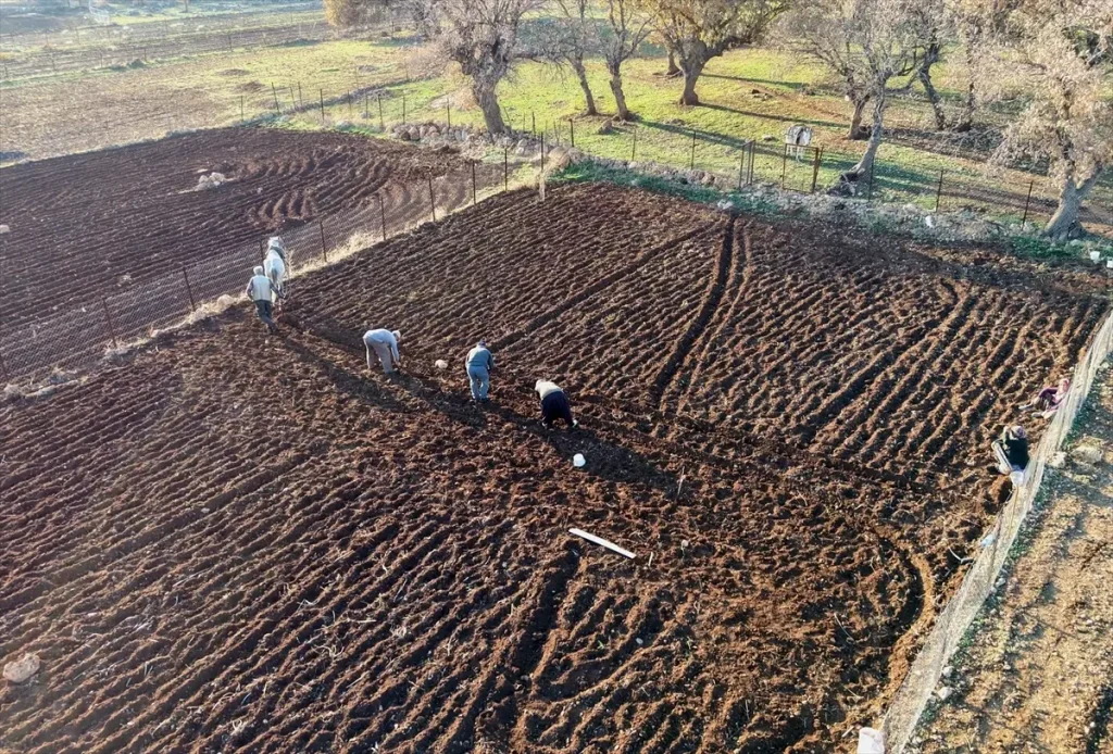 Batman’da tescilli mehina sarımsağının ekimine başlandı