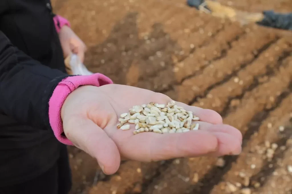 Batman’da deneme amaçlı aspir bitkisinin ekimi yapıldı