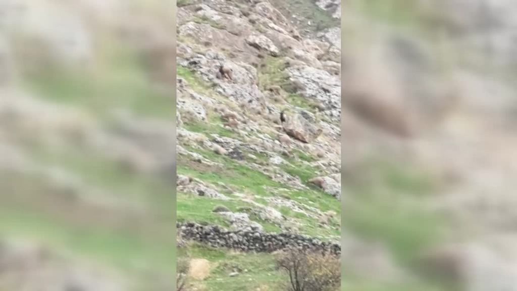Batman’da yerleşim yerine inen yaban keçileri görüntülendi