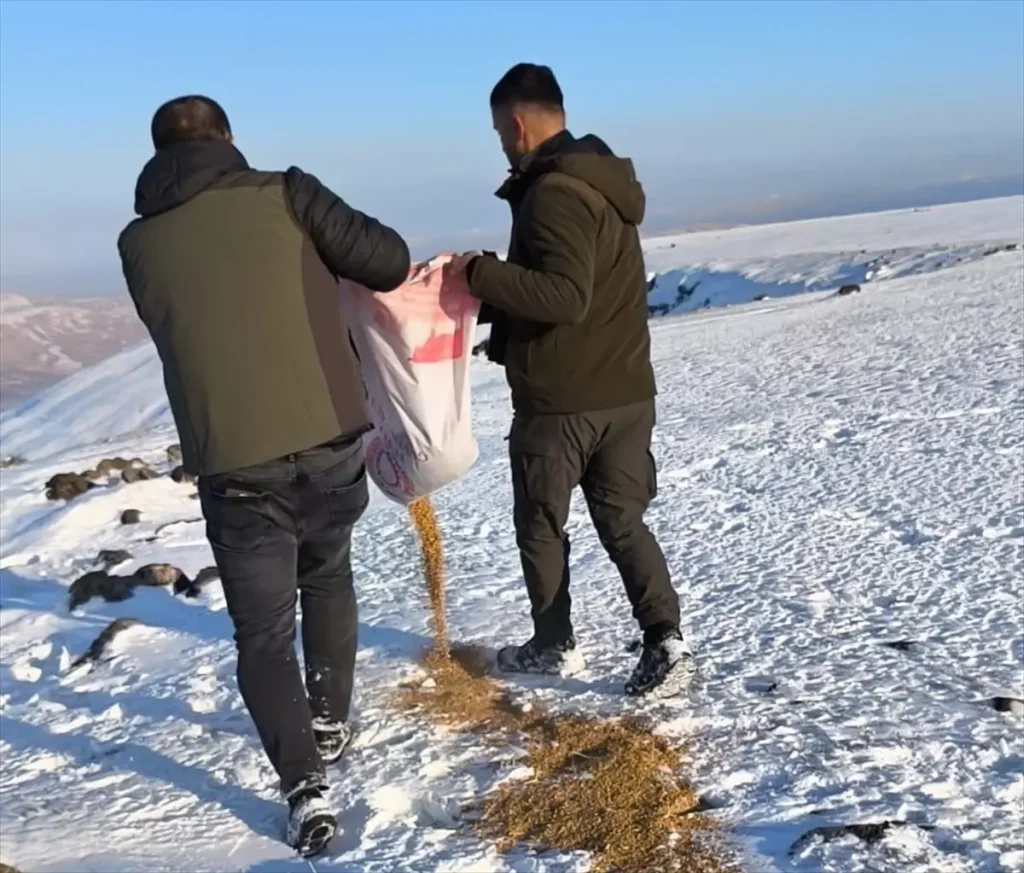 Batman’da yaban hayvanları için doğaya buğday ve sakatat bırakıldı