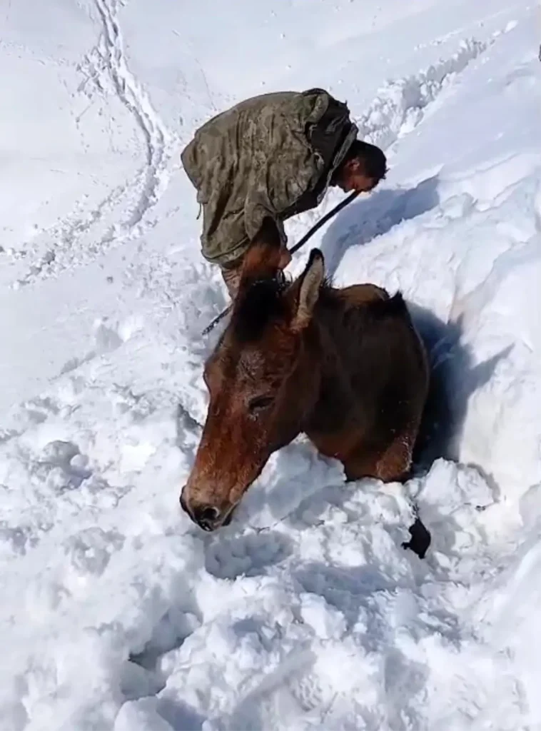 Dağda karda mahsur kalan katırlar kurtarıldı