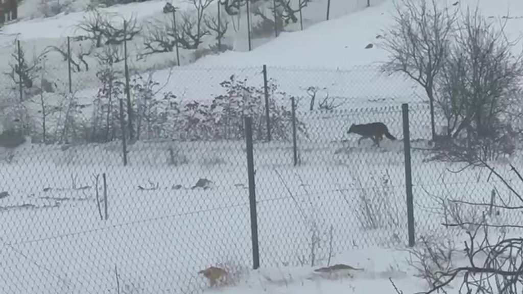 Gercüş’te aç kalan kurtlar, yerleşim alanına indi