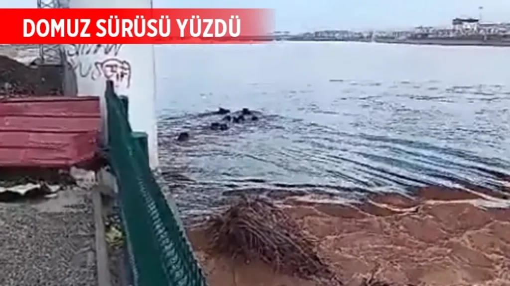 Batman Çayı’nda Yaban Domuzu Sürüsü Karşı Kıyıya Yüzdü