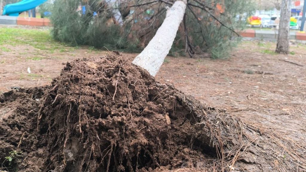 Gercüş'te sağanak ve rüzgar: Yollar suyla doldu, ağaçlar devrildi