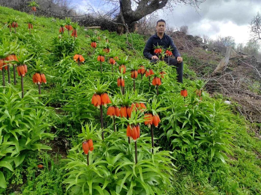 Baharın hüzünlü çiçeği: Doğu ve Güneydoğu Anadolu Bölgesi'nin sembolü ters lale yoğun ilgi görüyor