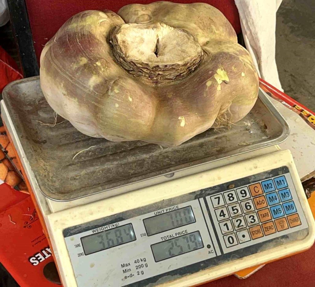 Batman'da dev turp görenleri şaşırttı