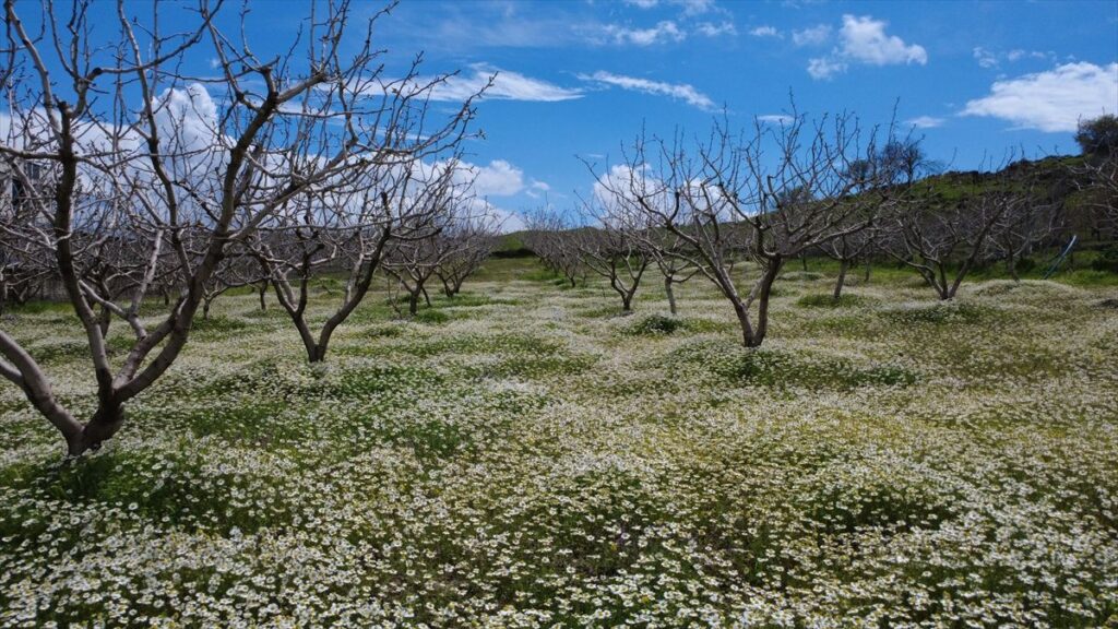 Batman'da kır çiçekleri tarlaları süsledi