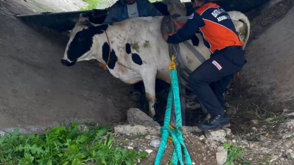 Batman'da sulama kanalında mahsur kalan 2 inek kurtarıldı