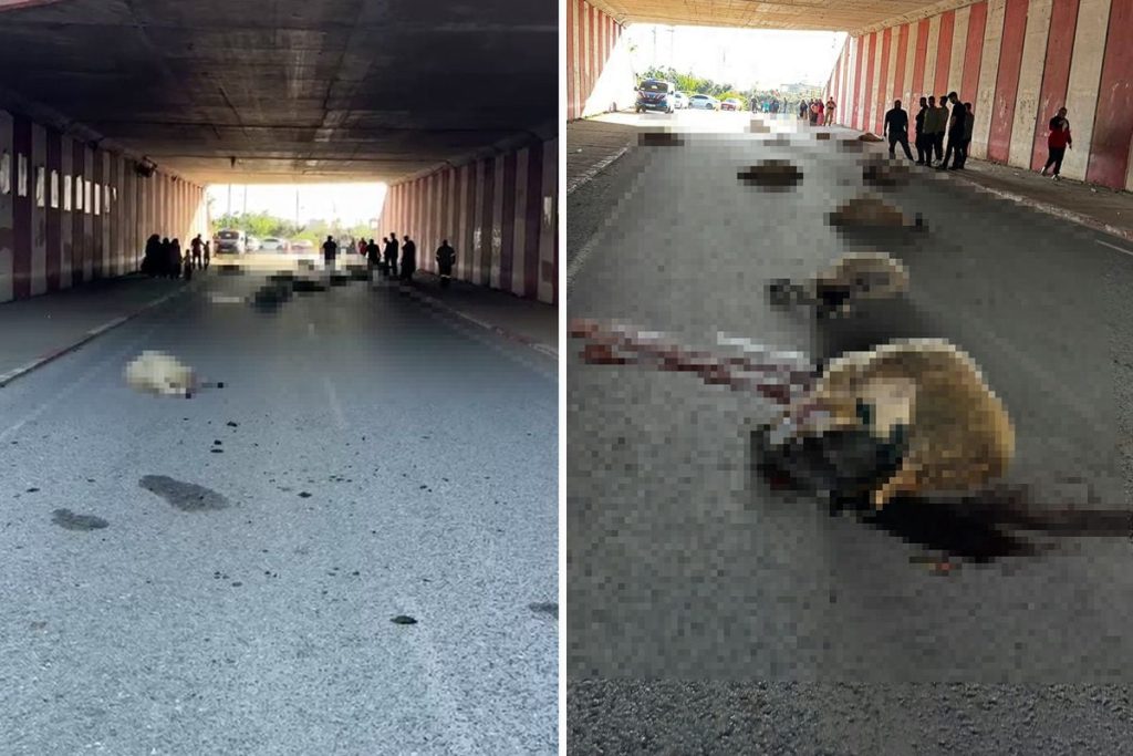 Hatay'da otomobilin çarptığı sürüdeki 17 koyun öldü
