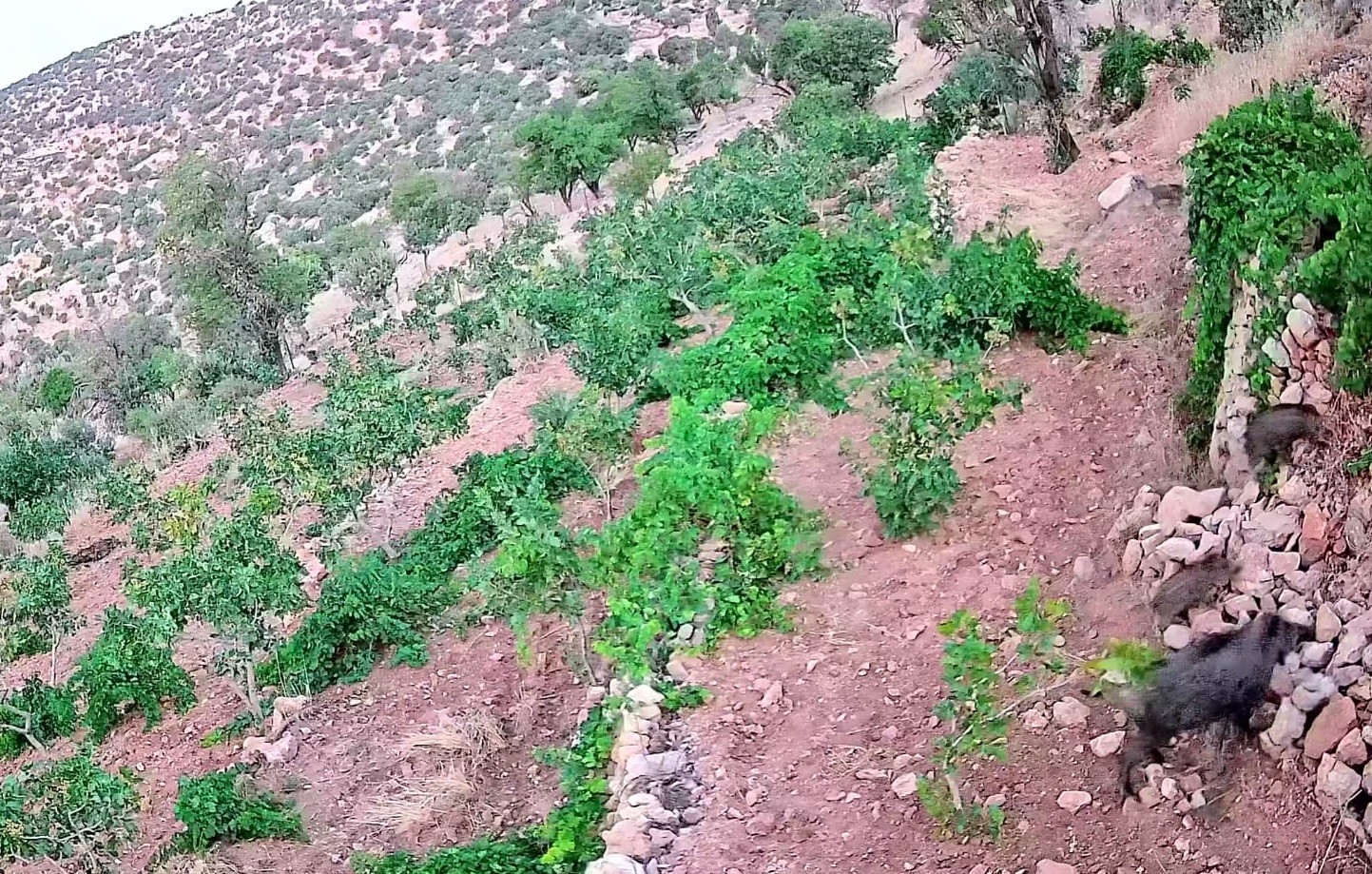 Gercüş’te domuz sürüsü bağ ve fıstık bahçelerine zarar verdi